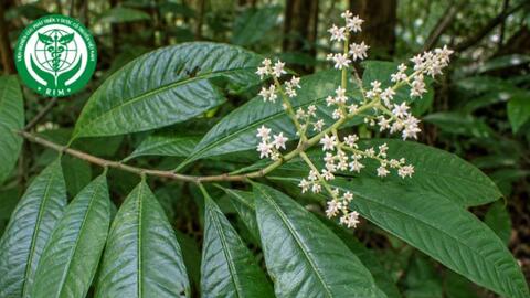 Ardisia complanata Wall.  – Trọng đũa màu