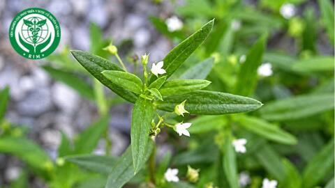 Hedyotis diffusa Willd. - Bạch hoa xà thiệt thảo