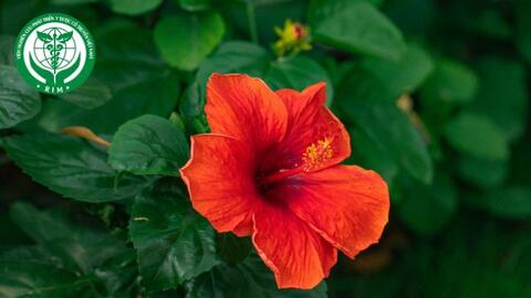 Hibiscus rosa-sinensis L. - Dâm bụt