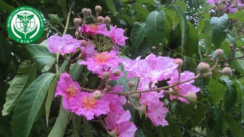 Lagerstroemia speciosa (L.) Pers. - Bằng lăng nước