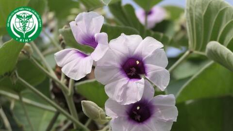 Argyreia nervosa (Burm. f.) Bojer - Thảo bạc gân