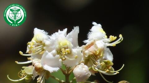 Hiptage benghalensis (L.) Kurz - Tơ mành