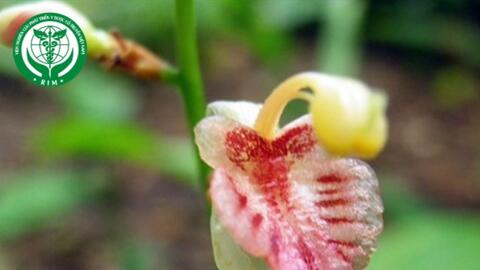 Alpinia conchigera Griff. - Riềng rừng