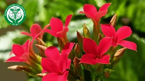 Kalanchoe crenata (Andrews) Haw. - Trường sinh lá to