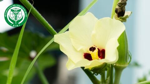 Abelmoschus esculentus (L.) Moench - Đậu bắp