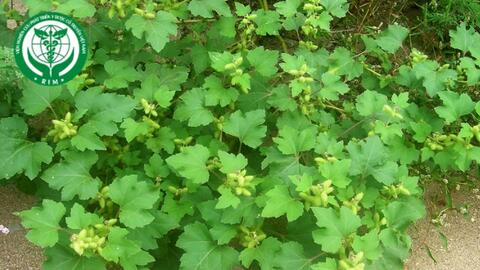 Xanthium strumarium L. - Ké đầu ngựa