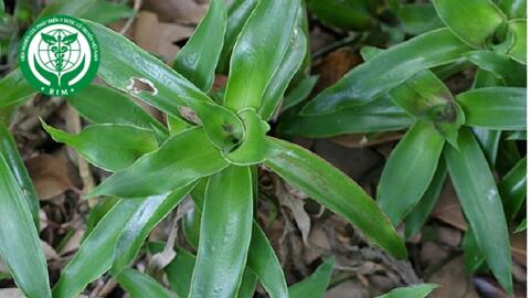 Callisia fragrans (Lindl.) Woodson - Lược vàng