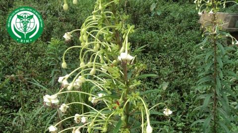 Clerodendrum indicum (L.) Kuntze - Chỉ thiên giả