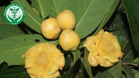 Camellia bugiamapensis Orel & Luu - Trà hoa vàng Bù Gia Mập