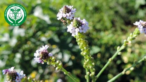 Verbena officinalis L. - Cỏ roi ngựa