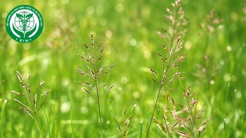Chrysopogon aciculatus (Retz.) Trin. - Cỏ may