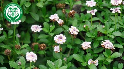 Phyla nodiflora (L.) Greene - Dây lức