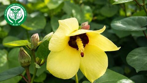 Hibiscus tiliaceus L. - Tra làm chiếu