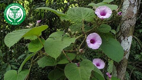 Argyreia pierreana Bois - Bạc thau pierre