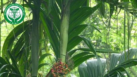 Areca triandra Roxb. ex Buch.-Ham. - Cau rừng