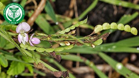Desmodium gangeticum (L.) DC. - Thóc lép