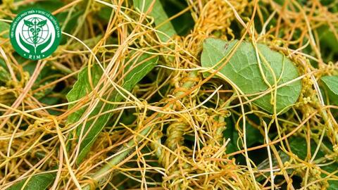 Cuscuta australis R.Br. - Tơ hồng nam