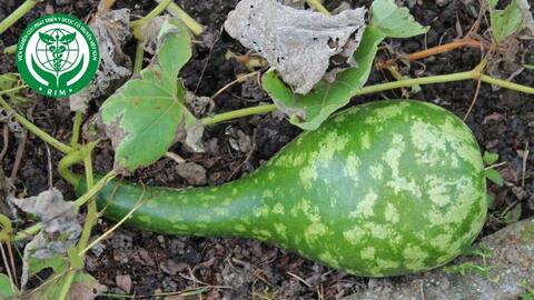 Lagenaria siceraria (Mol.) Standl. - Bầu