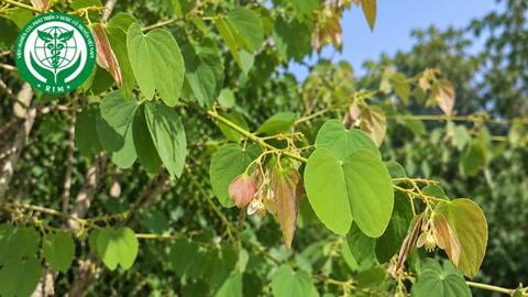 Phanera curtisii (Prain) Bandyop. & Ghoshal – Dây móng bò