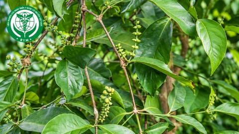 Gnetum gnemon L. var. gnemon – Nhíp
