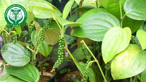Piper nigrum L. – Hồ tiêu