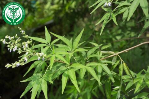 Vitex negundo - Ngũ chảo