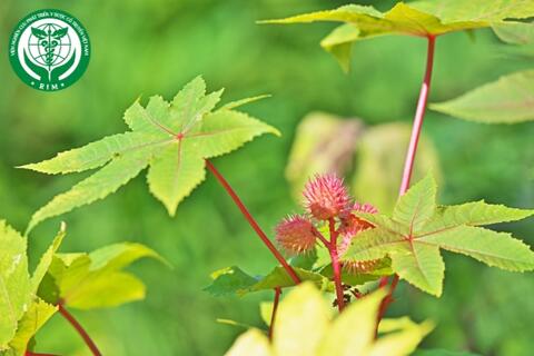 Ricinus communis L. - Thầu dầu