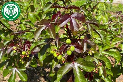 Jatropha gossypiifolia L. – Dầu lai tía