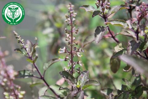 Ocimum tenuiflorum L. –  Hương nhu tía