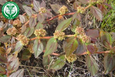 Euphorbia hirta L. – Cỏ sữa lá lớn