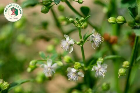 Scoparia dulcis L. – Cam thảo nam
