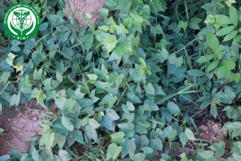 Bauhinia scandens L. – Mấu chàm