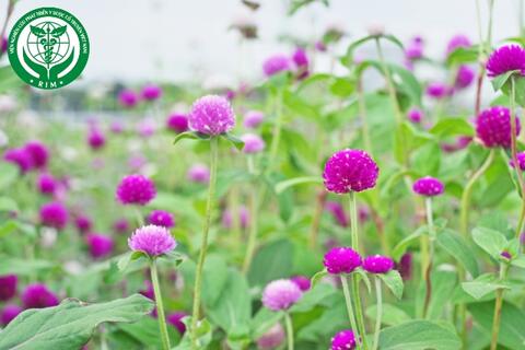 Gomphrena globosa L. – Bách nhật