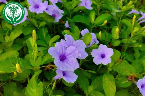 Ruellia tuberosa L. – Quả nổ