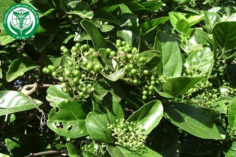 Premna corymbosa Burm.f. – Vọng cách