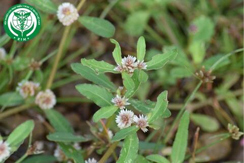 Alternanthera sessilis (L.) R. Br. – Rau dệu