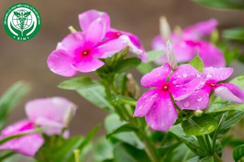 Catharanthus roseus (L.) G. Don – Dừa cạn