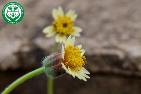 Tridax procumbens L. – Thu thảo