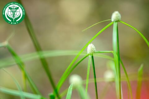 Kyllinga nemoralis (J.R.Forst. & G.Forst.) Dandy ex Hutch. & Dalziel – Bạc đầu rừng