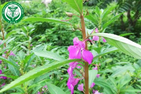 Impatiens balsamina L. – Bóng nước