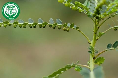 Phyllanthus urinaria L. – Diệp hạ châu
