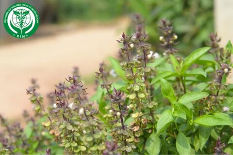 Ocimum basilicum L. – Húng