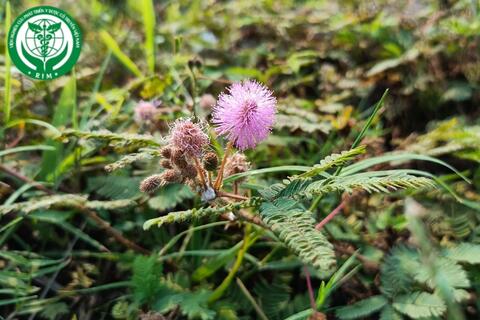 Mimosa pudica L. – Xấu hổ
