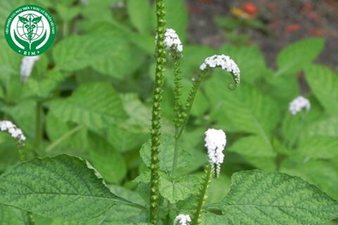 Heliotropium indicum L. – Vòi voi