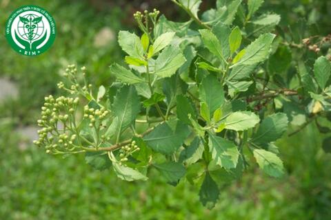 Pluchea indica (L.) Less. – Cúc tần