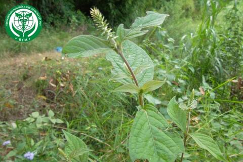 Achyranthes aspera L. – Cỏ xước