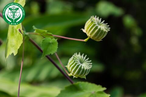 Abutilon indicum (L.) Sweet – Cối xay