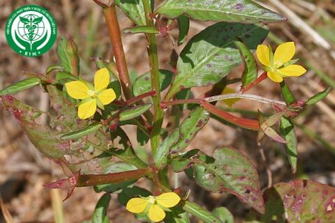 Ludwigia perennis L. – Rau mương hoa nhỏ