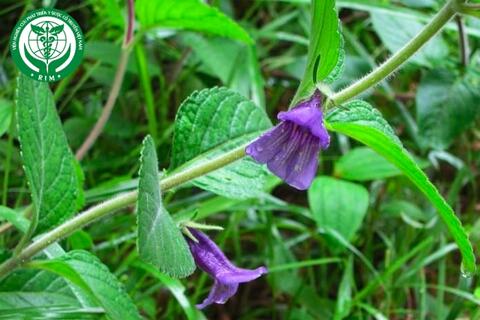 Adenosma caeruleum R. Br. – Nhân trần