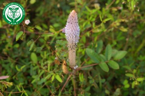 Uraria crinita (L.) Desv. ex DC. – Đuôi chồn